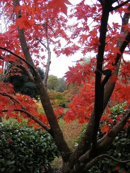 Acer Osakazuki
