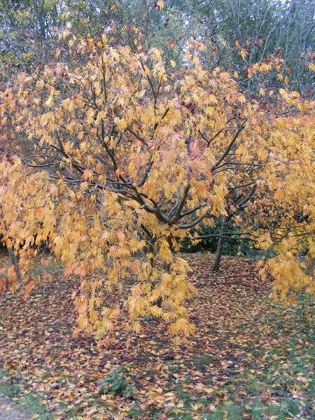 Another shade of Autumn