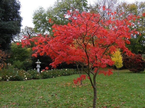 Another type of Acer