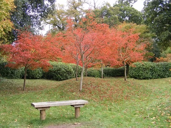 Autumn colours and bench