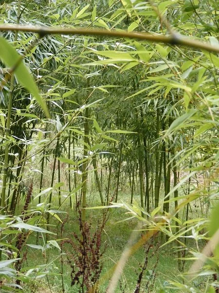 More bamboo