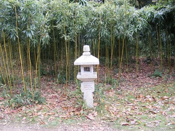 Bamboo