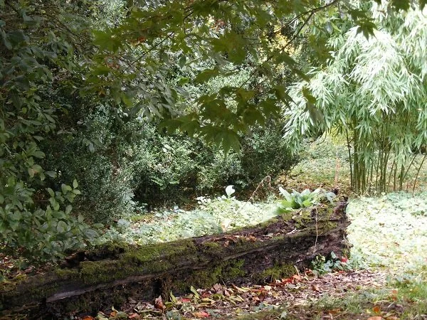 Fallen logs are left to Nature