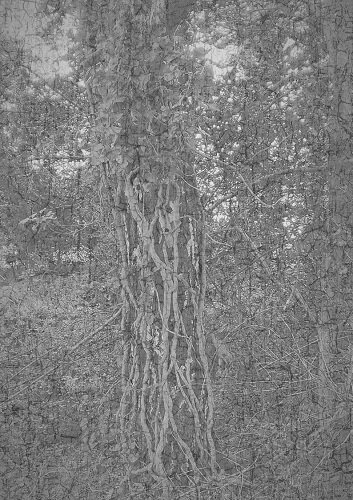 Journals - Trees crackle3.jpg
