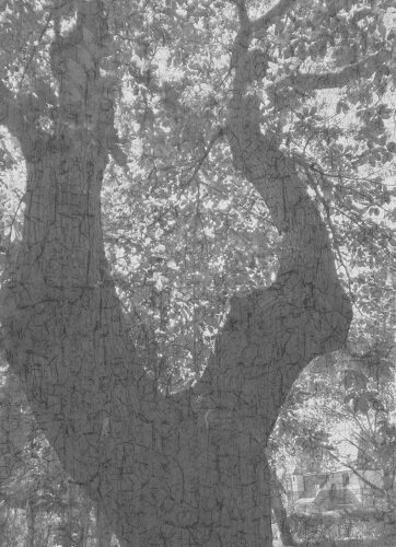 Journals - Trees crackle7.jpg