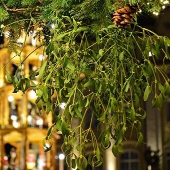 The Mistletoe - Ancient Sacred Symbol