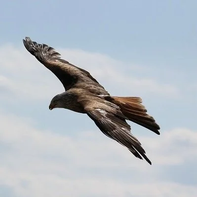 How Politicians Should React In The Face of Tyranny