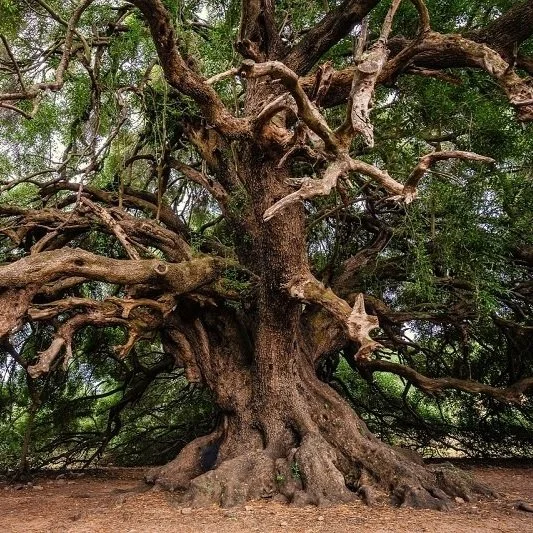 Original Story - The Tree