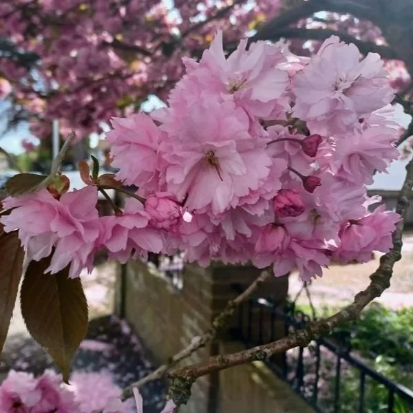 A Tentative Return to Blogging and Thoughts on Stroke Recovery