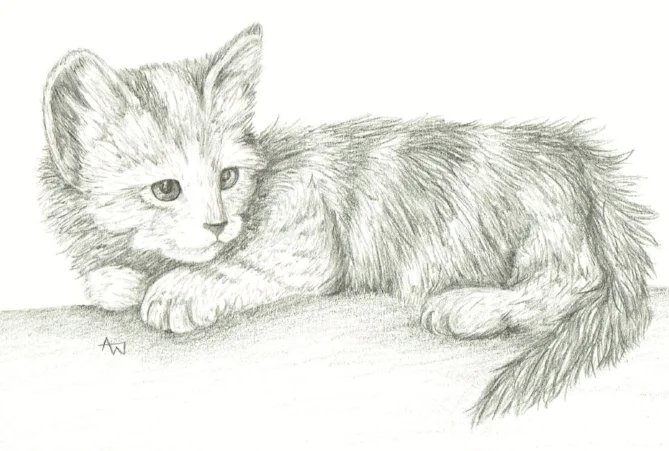 Kitten - 5" x 7" - pencil