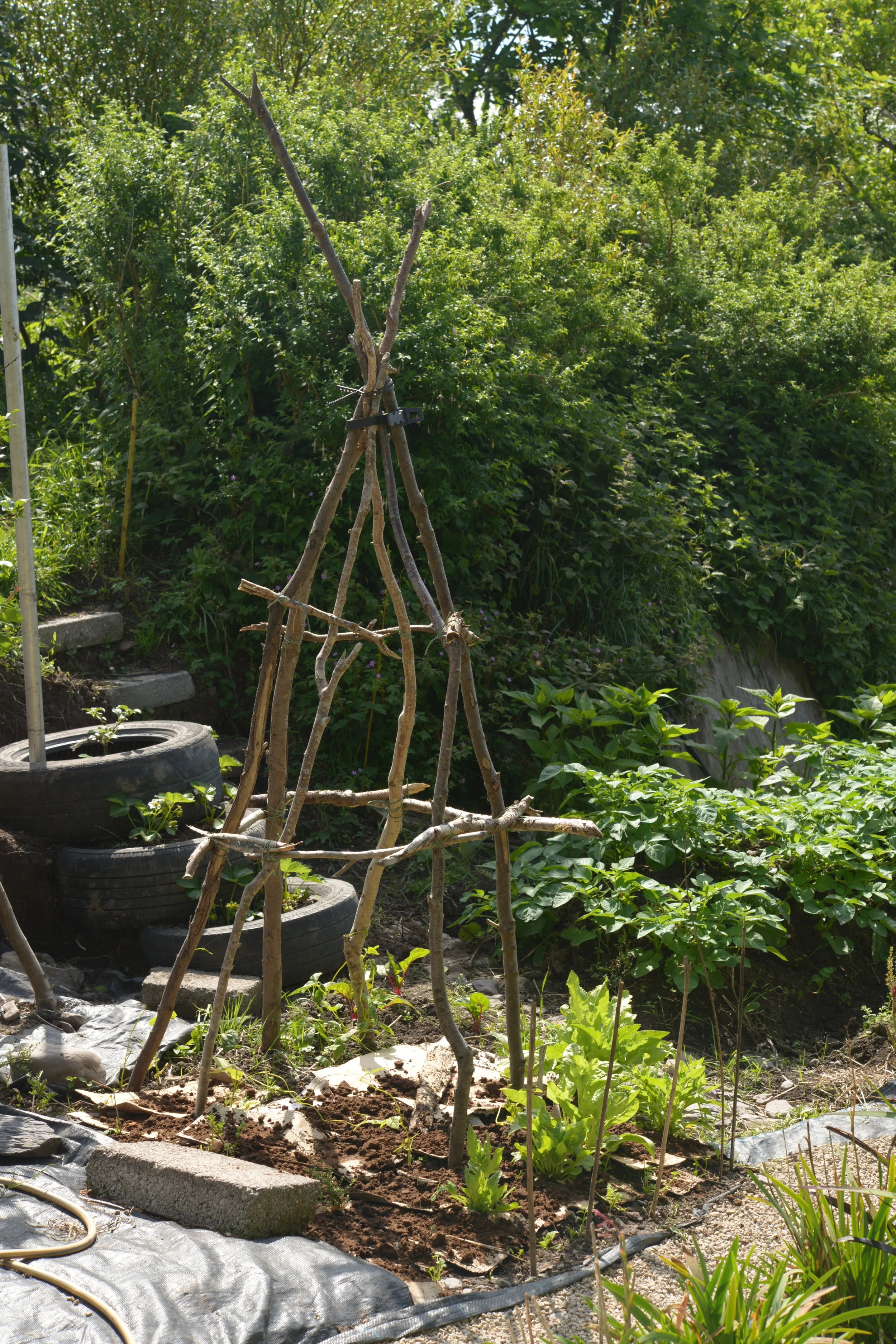 This strange looking wigwam is simply made from branches & rubber ties
