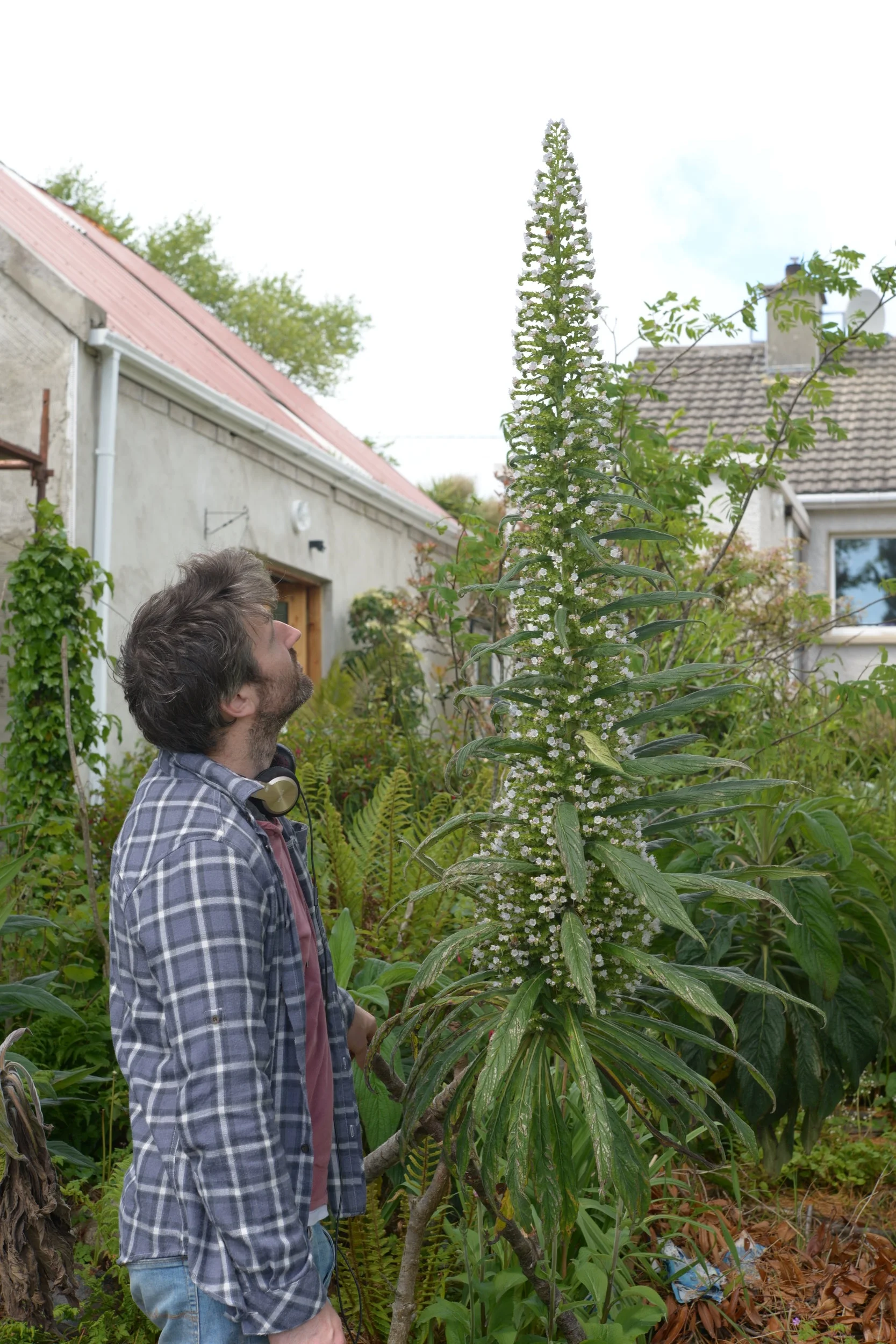 Echium pininana in its second year.