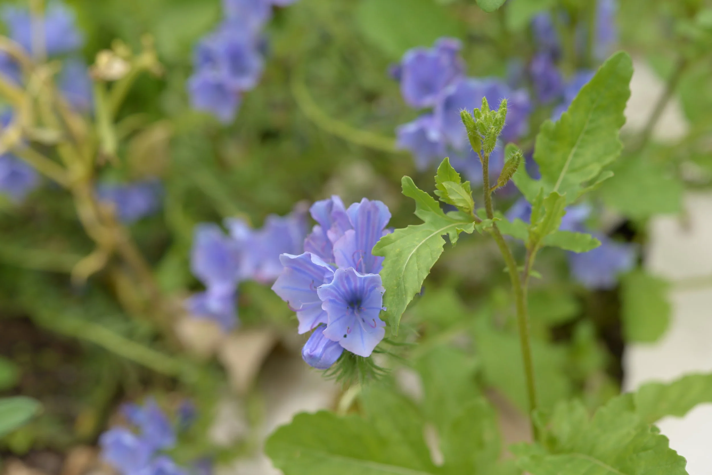Blue Echium vulgare