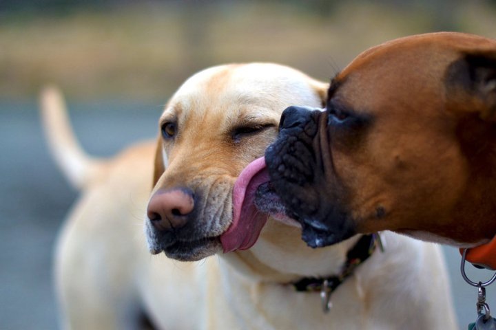 love-dogs-day-inn-richmond-va.jpeg