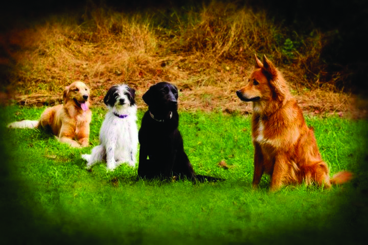 frisbee-dogs-day-inn-richmond-va.jpg
