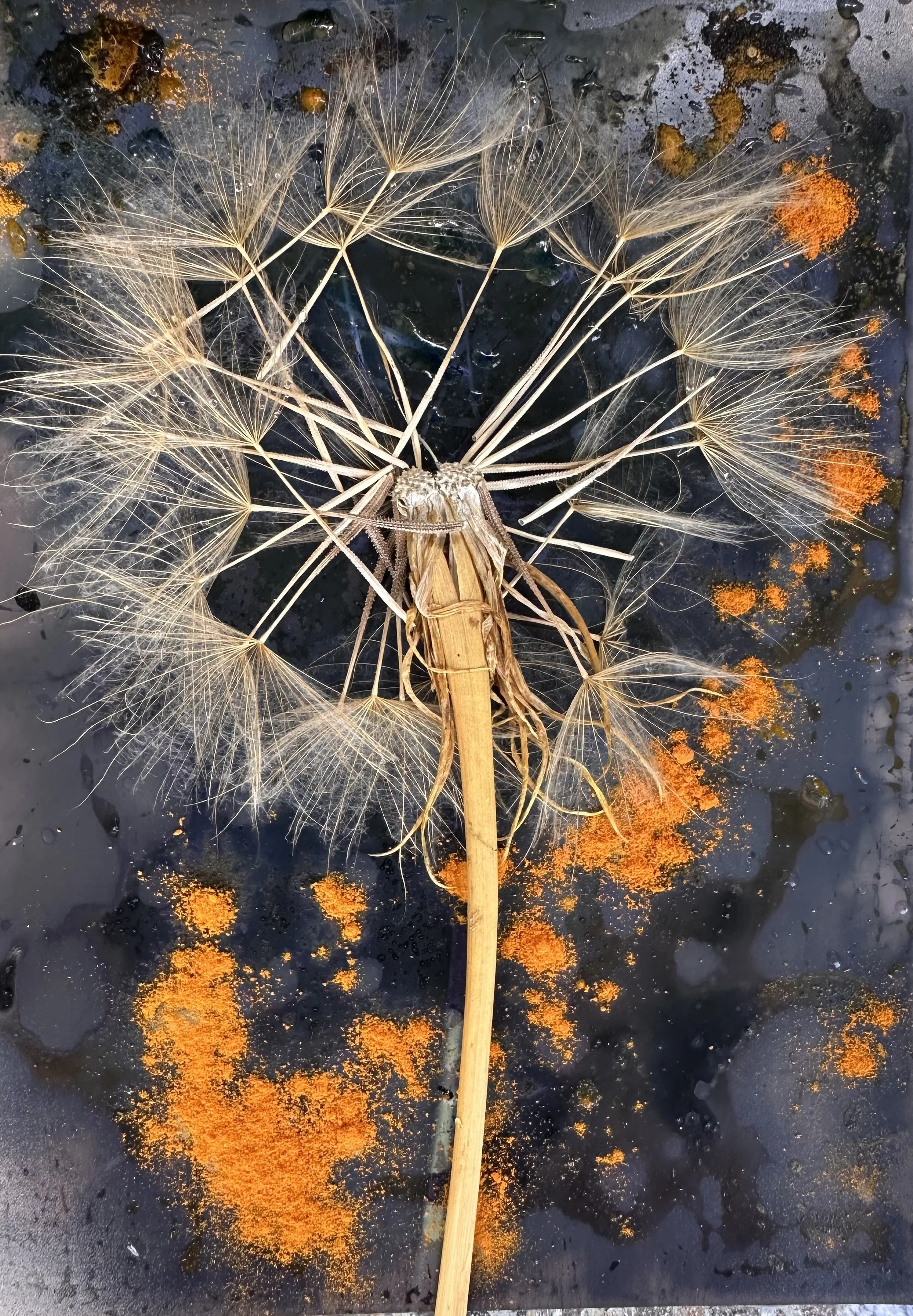 Wet Cyanotype Sun. May 3rd