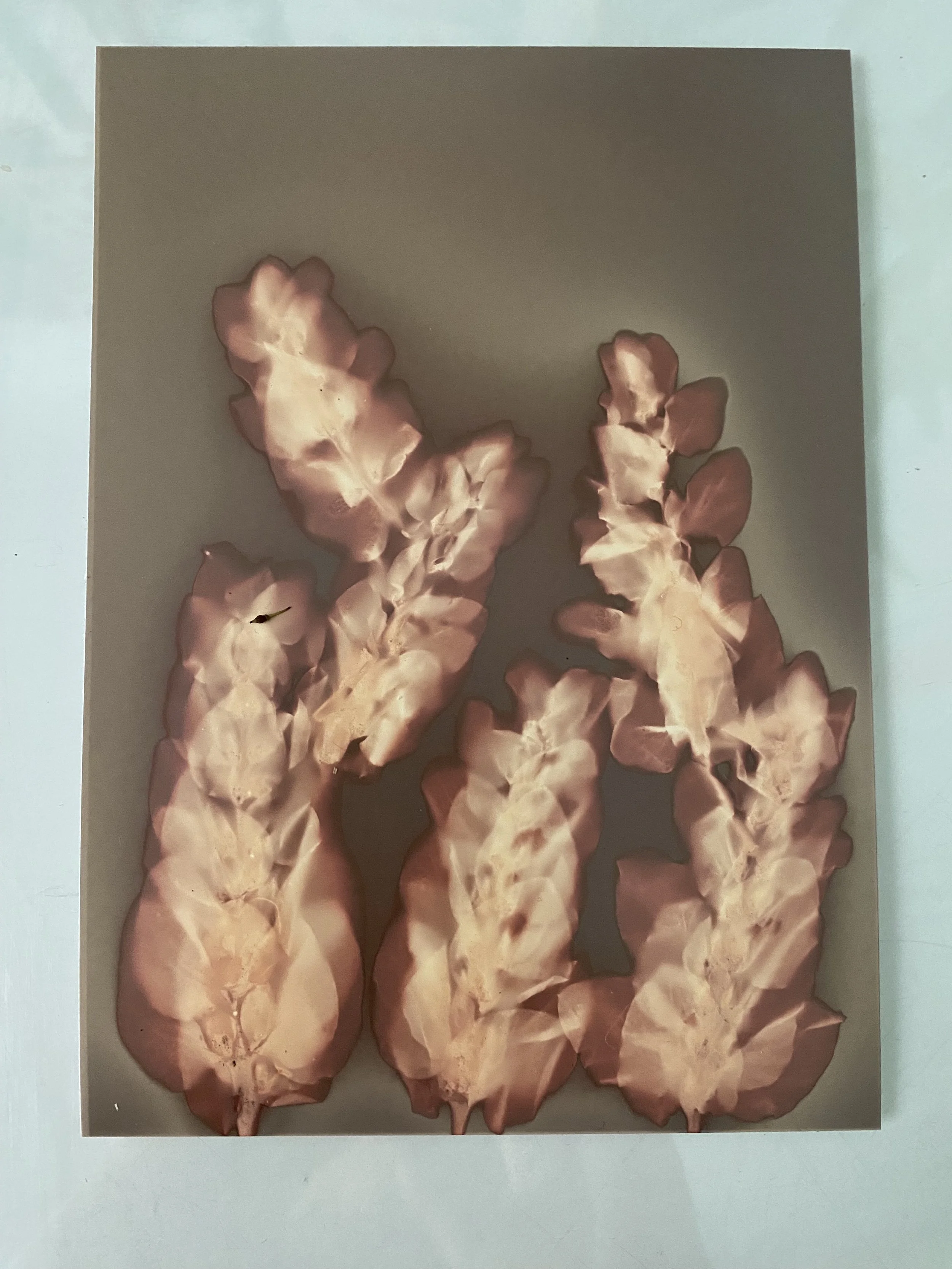 The Lumen Print Sat. May 17th