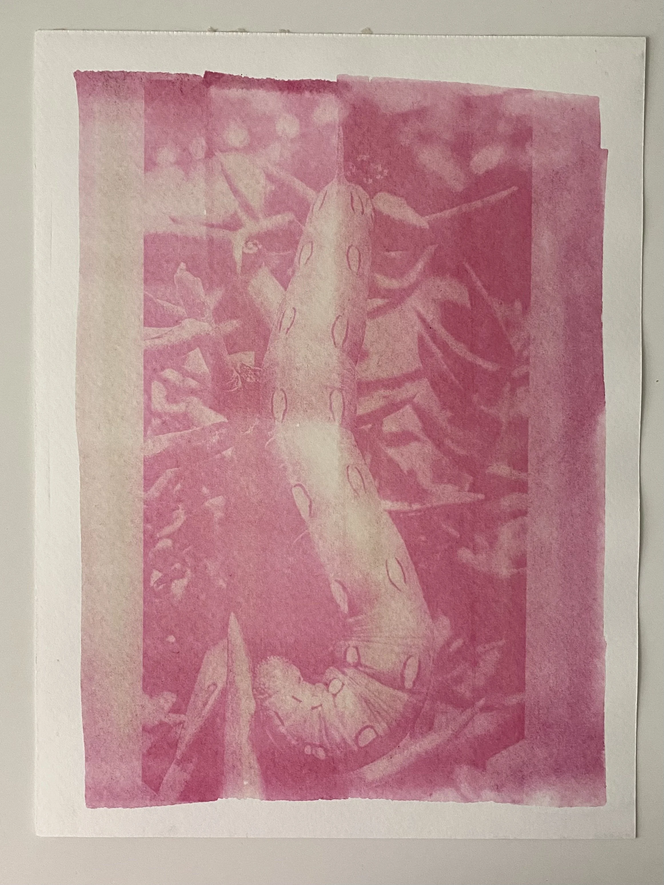 Anthotype Printing May 24th