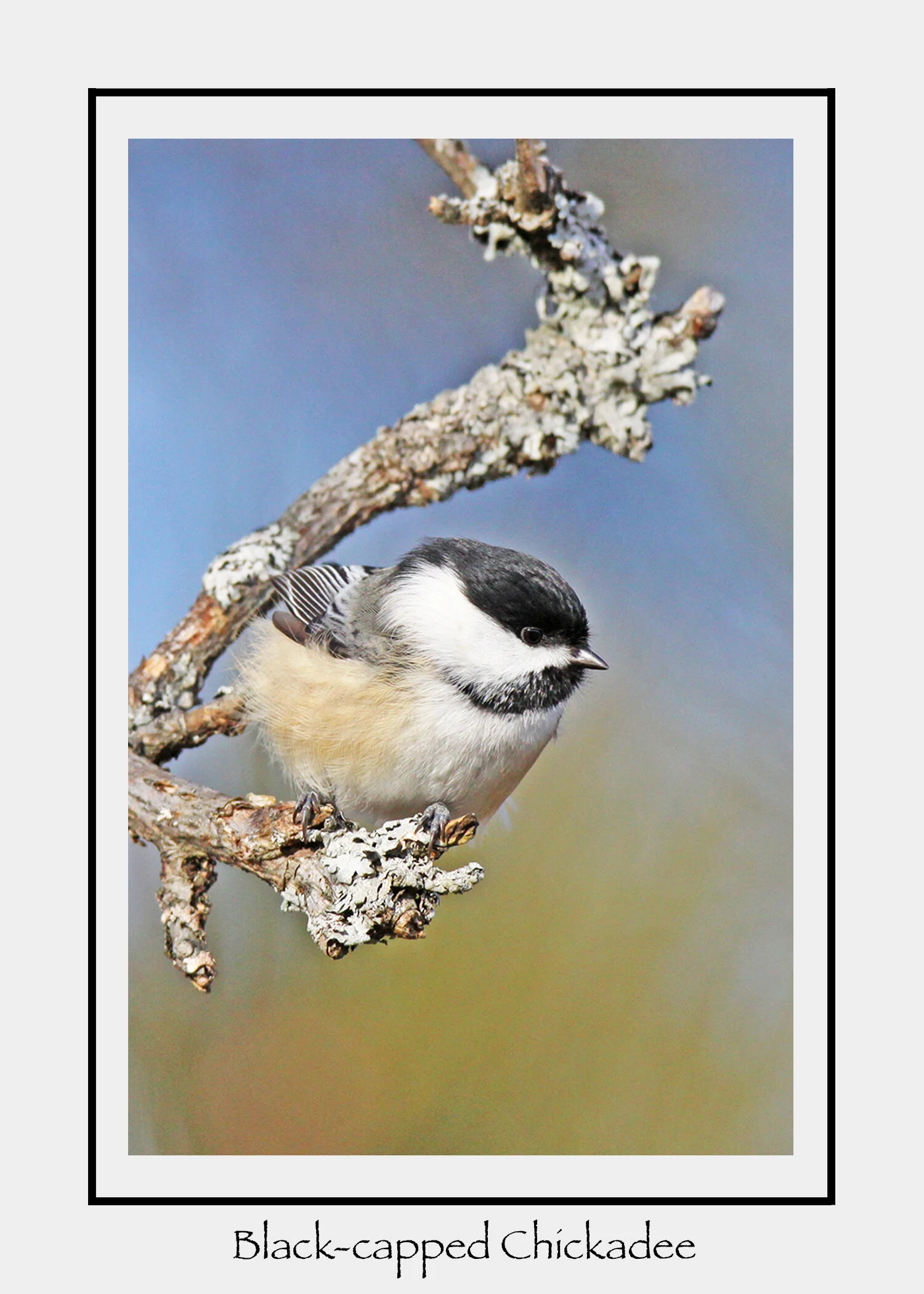 BC4-Chickadee.jpg