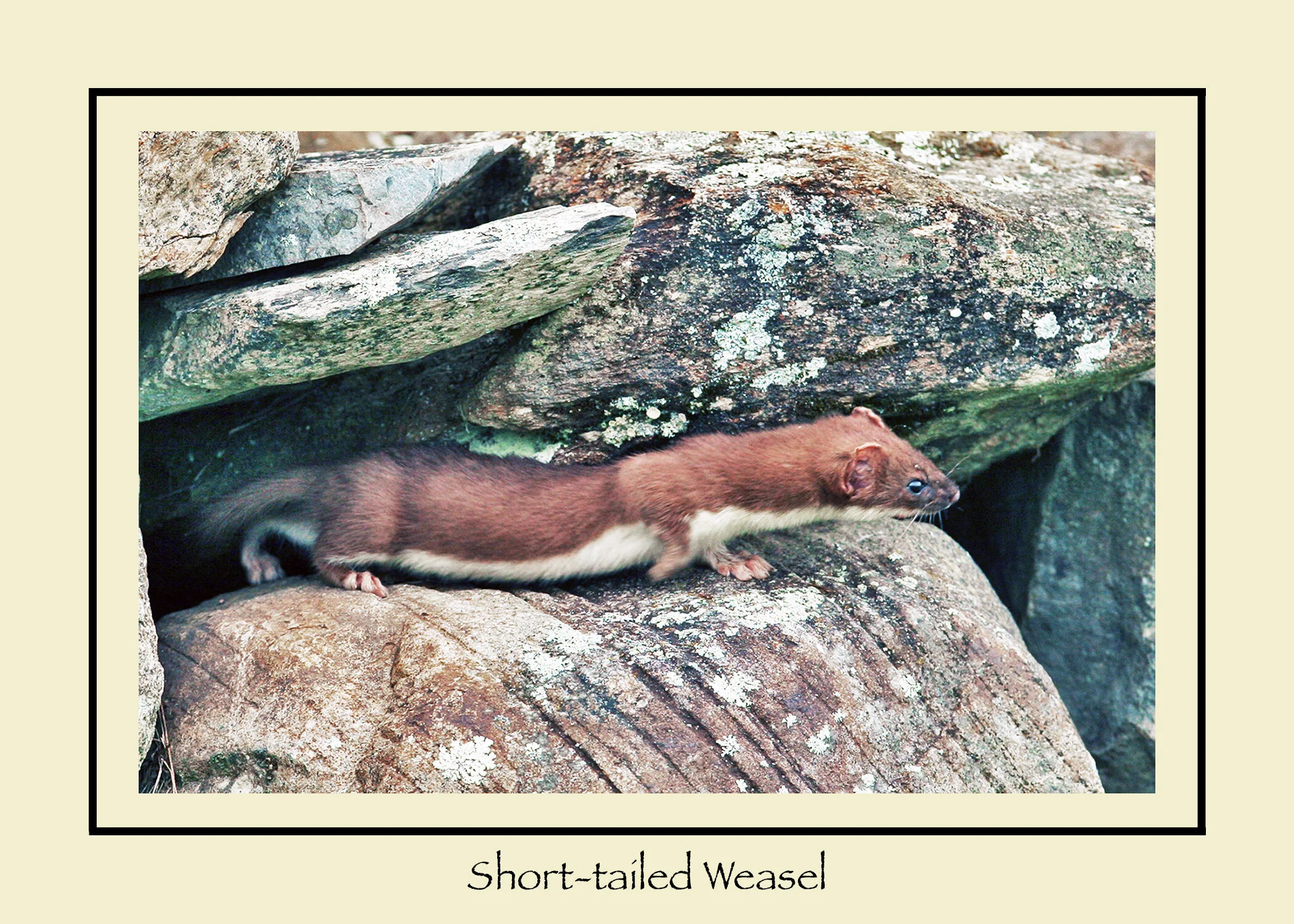SW4-Shoet-tailed Weasel in rocks.jpg