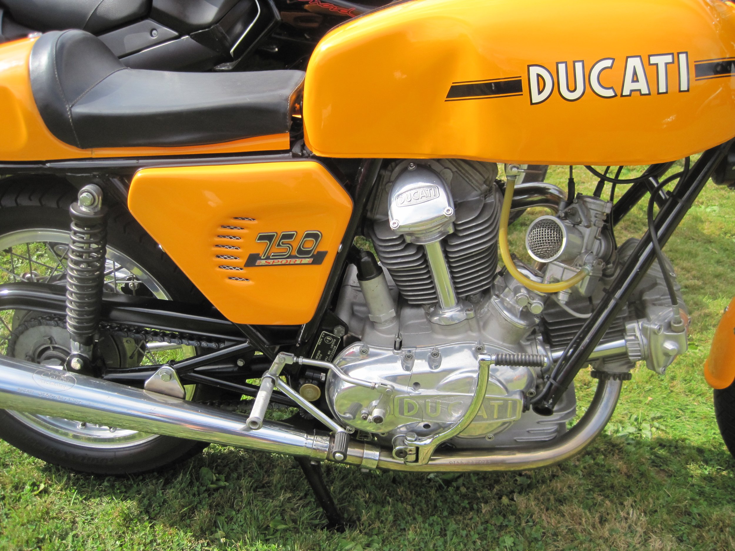 Duc2.JPG