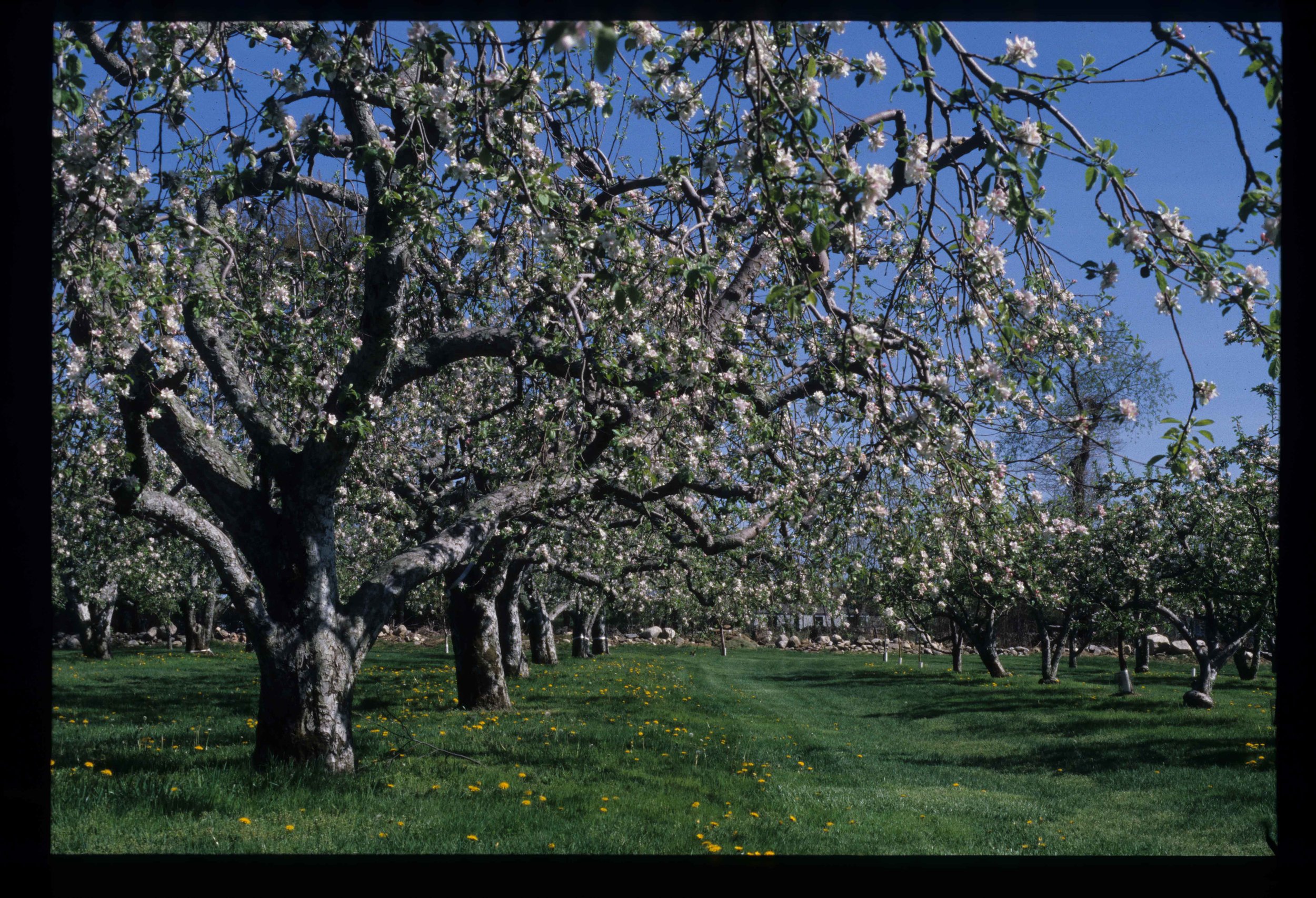Orchard Scan Image 6.jpg