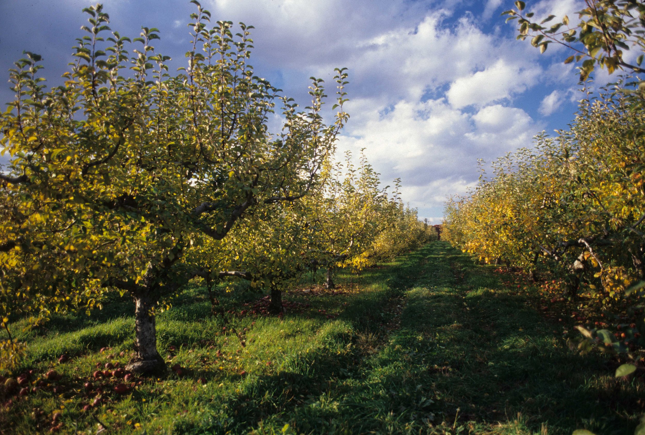 Orchard Scans Image1-2.jpg