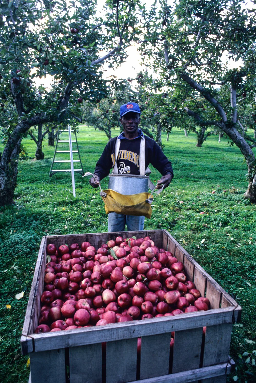 Pipin Orchard.jpg