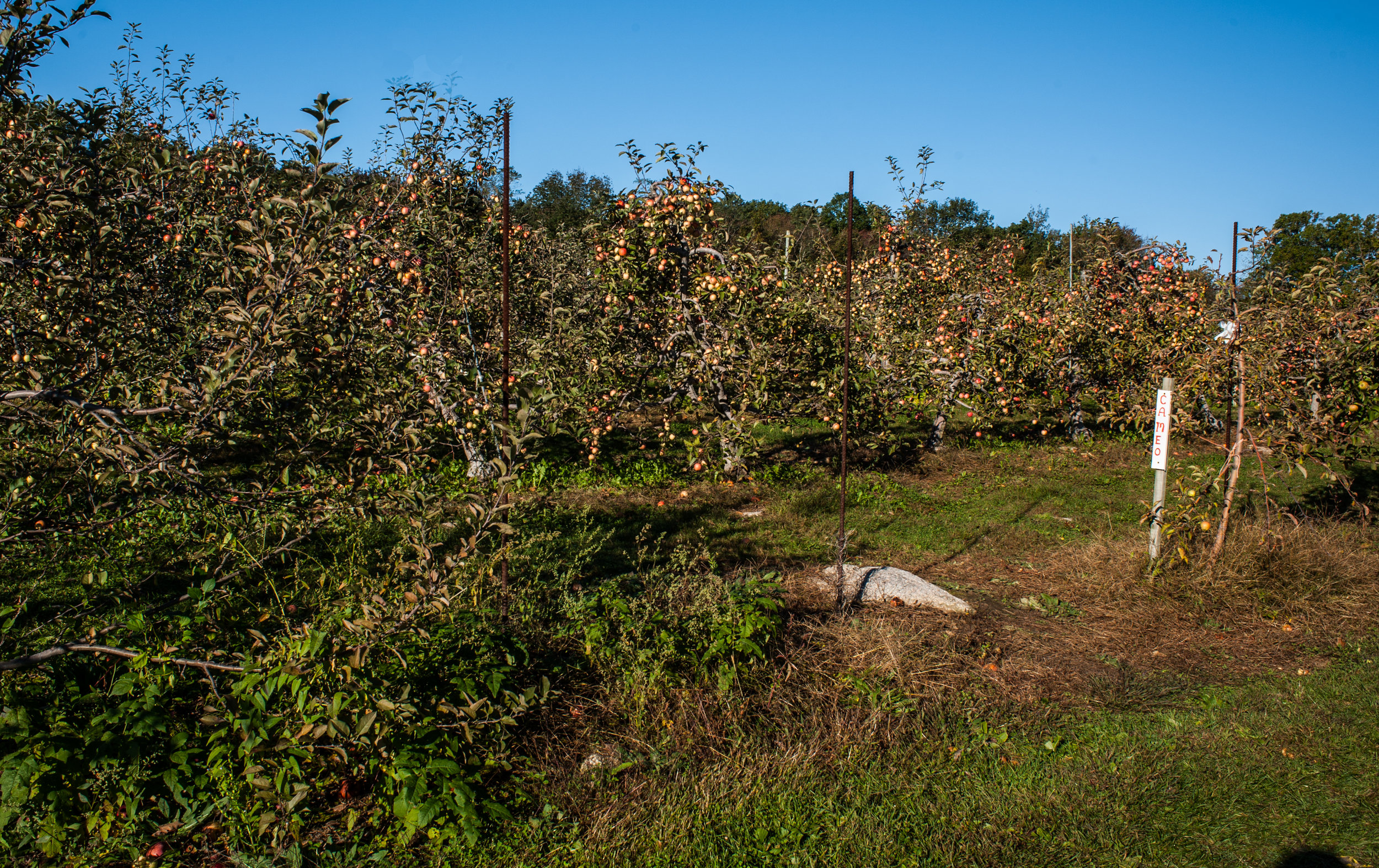 DSC_3060.jpg
