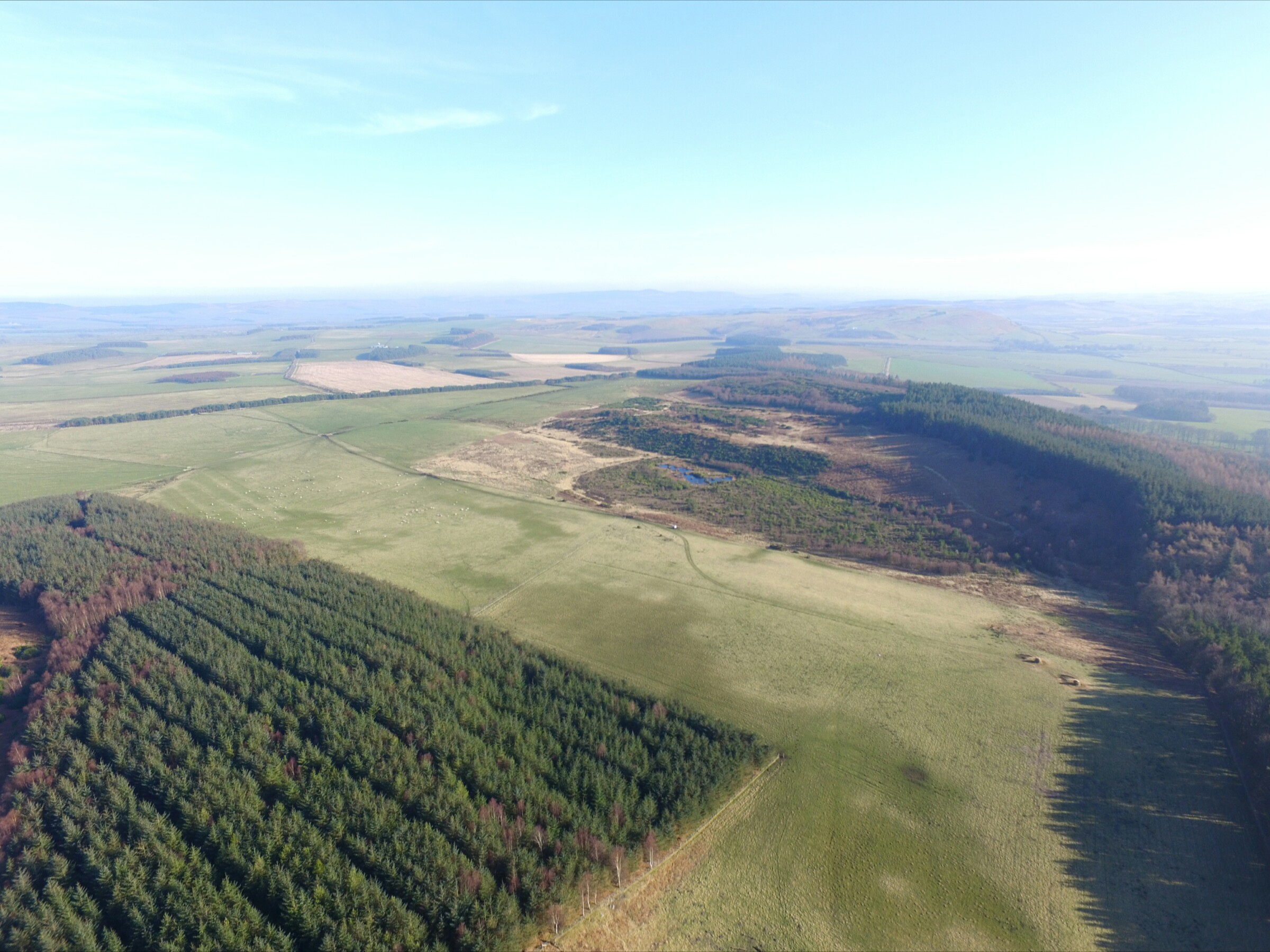 Pasture area to be afforested.jpg