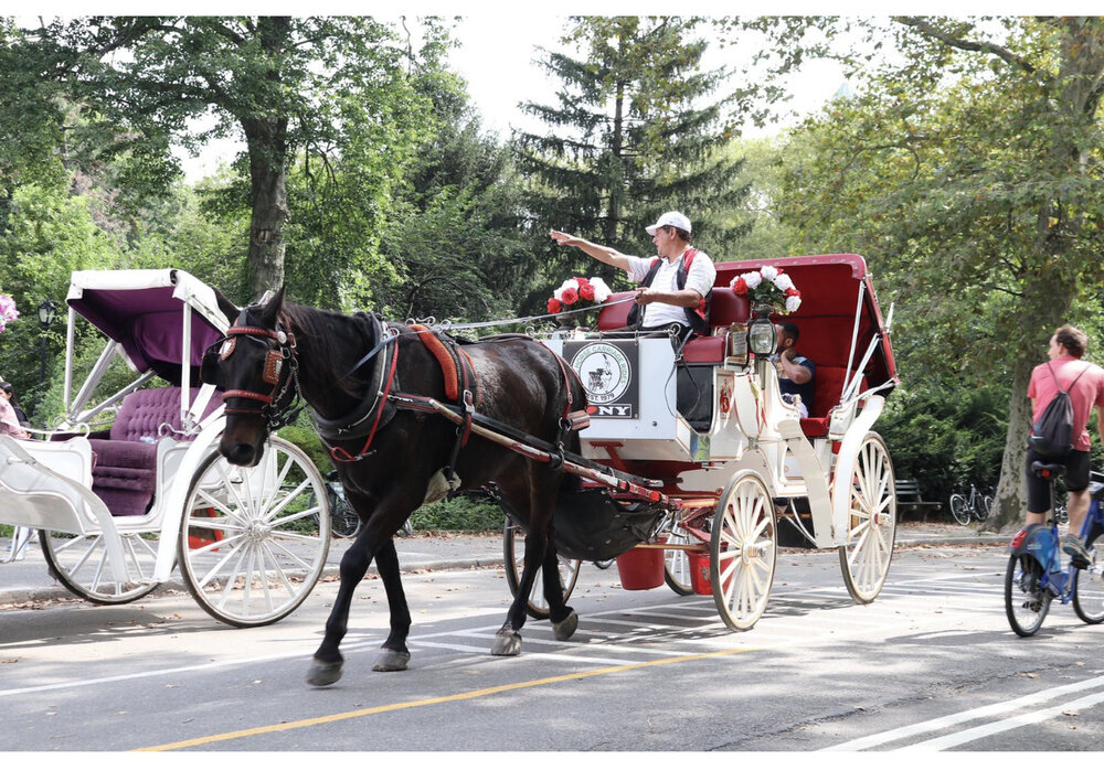 NYC Horse Carriage Rides - Central Park Carriage Rides - Proudly Serving Central  Park Horse Carriage Rides since 1979 — Voted #1 Central Park Horse-Drawn  Carriage Rides in New York City