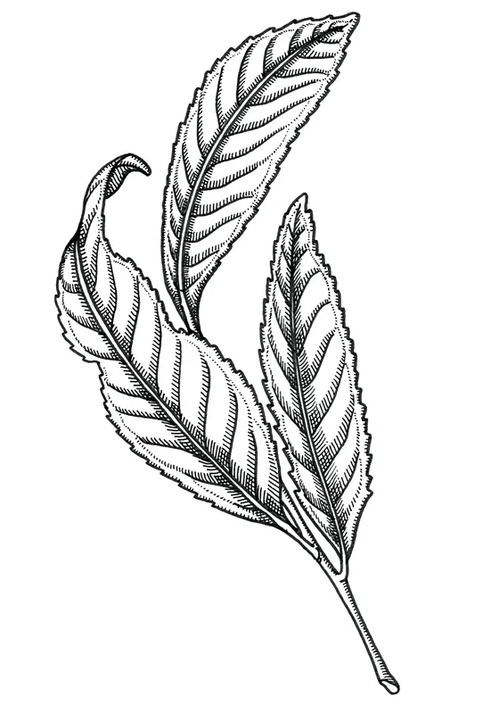 PUK L.jpg