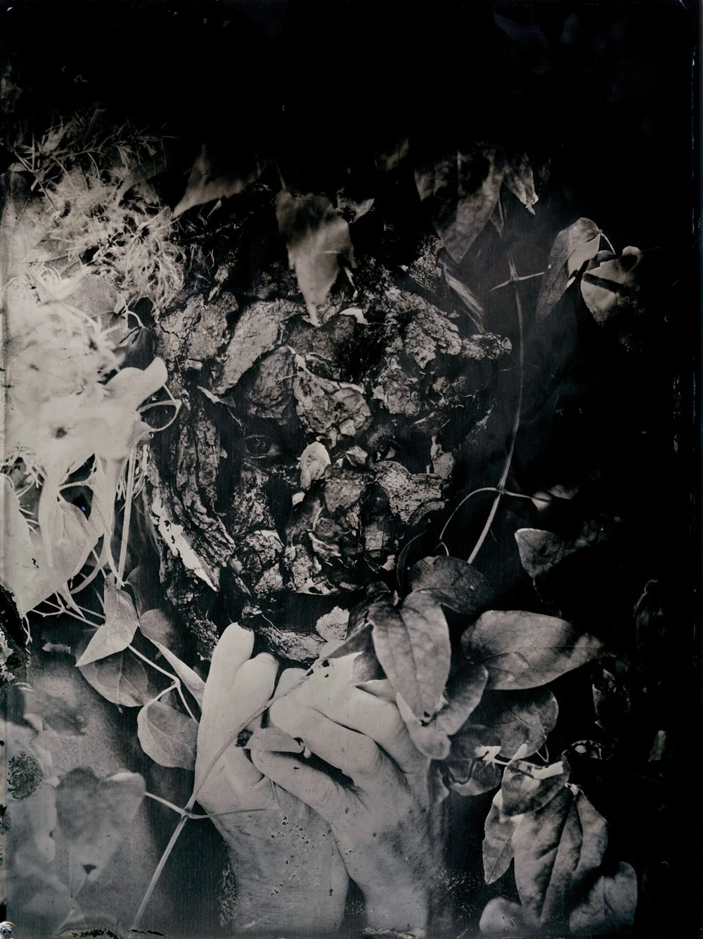 collodion3.jpg