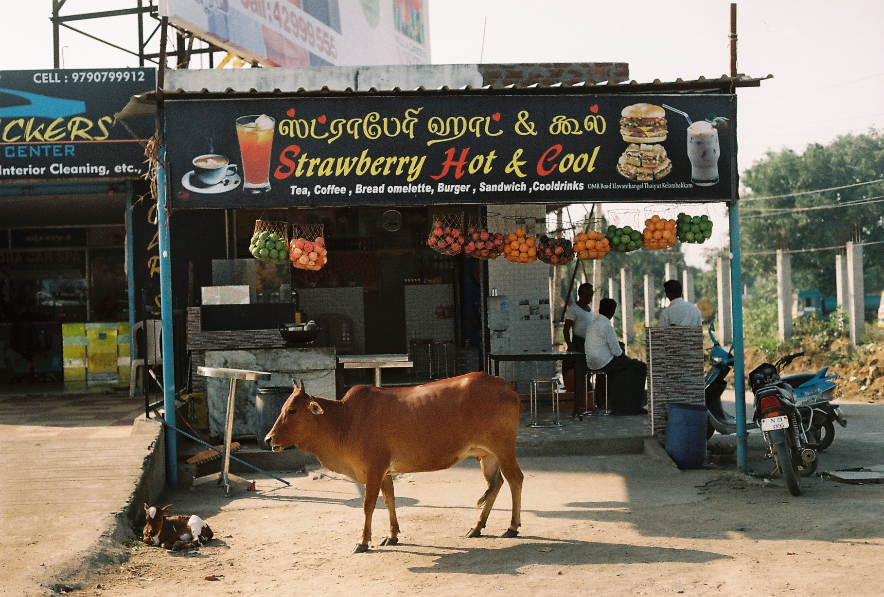 Typical Indian restaurant - cow may or may not be included