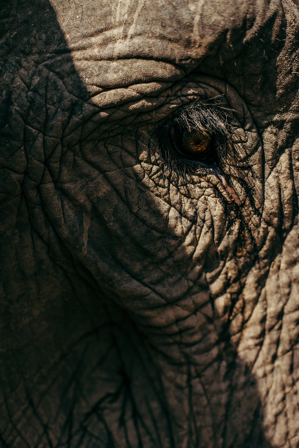 Ethical Elephant Tour in Luang Prabang in Laos: The Mandalao Experience - Film And Photographs | HandZaround
