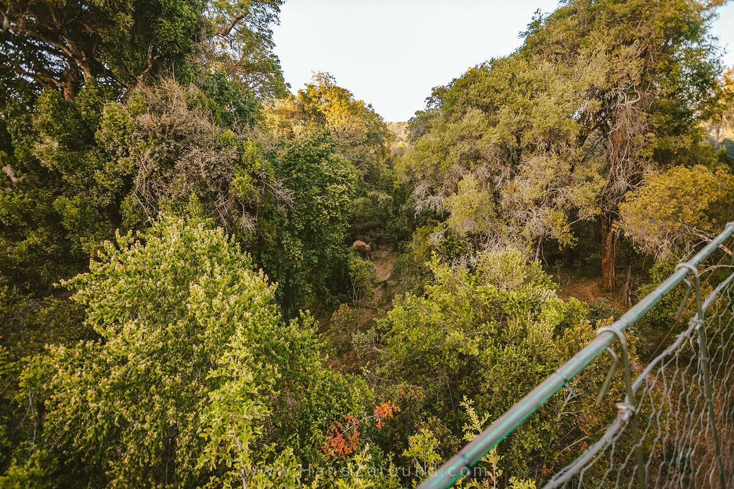 009_HANDZAROUND_NGARE_NDARE_FOREST_CANOPY_WALK_NRT_THE_BIG_NORTH_LAIKIPIA_KENYA_AFRICA.jpg