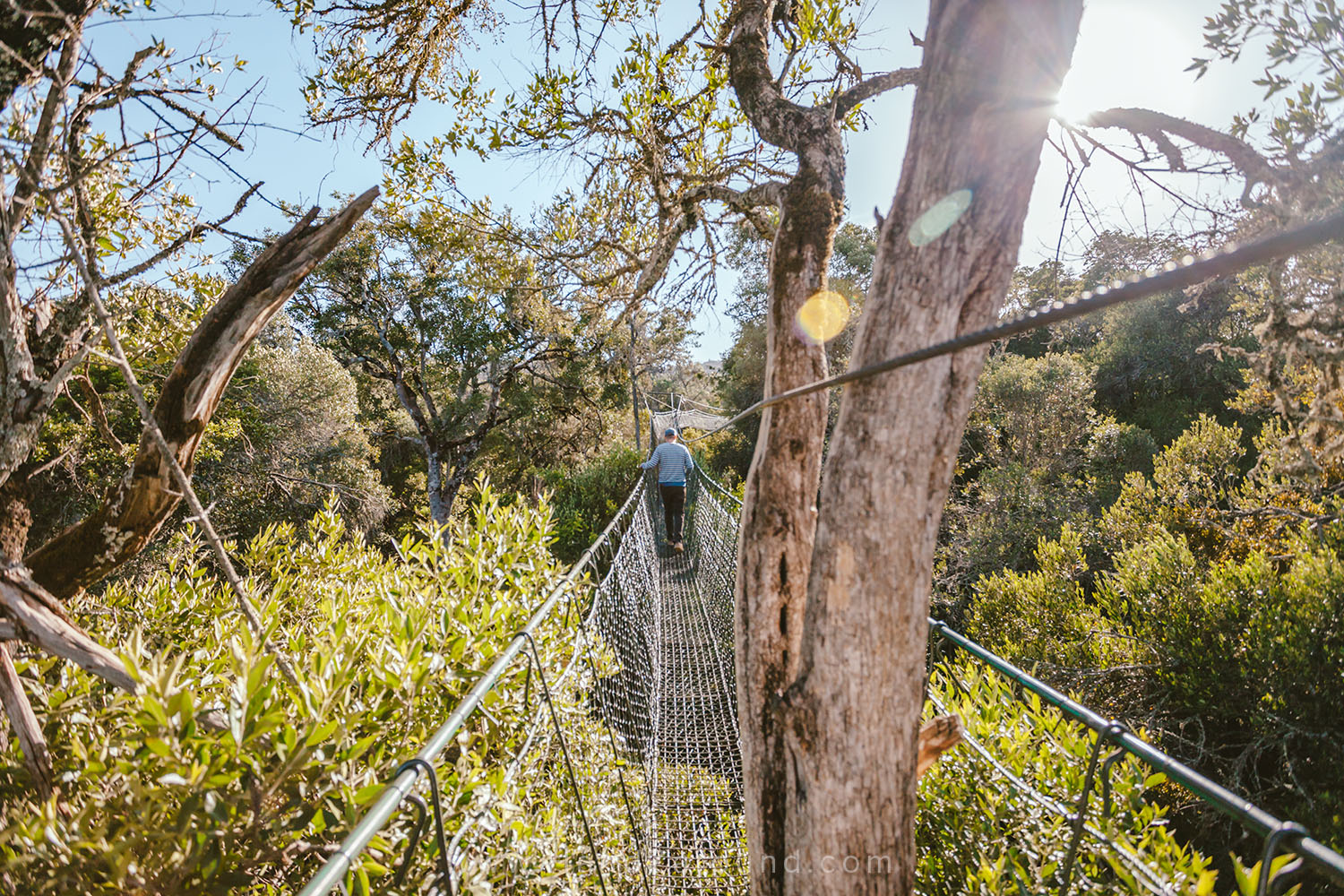 005_HANDZAROUND_NGARE_NDARE_FOREST_CANOPY_WALK_NRT_THE_BIG_NORTH_LAIKIPIA_KENYA_AFRICA.jpg
