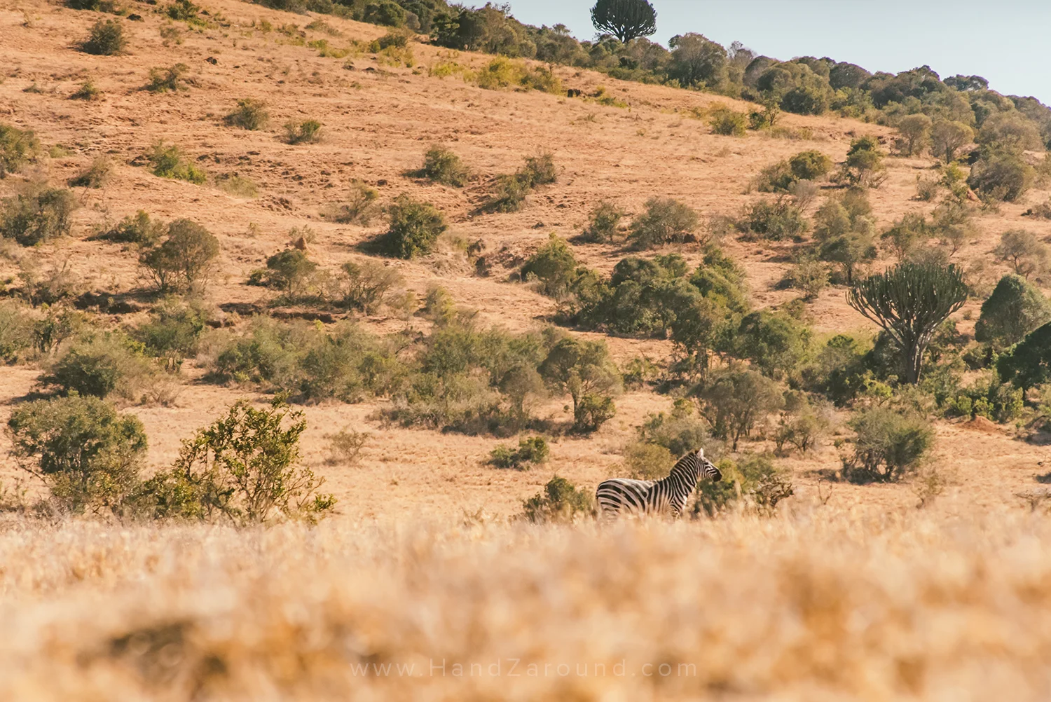 015_HANDZAROUND_NGARE_NDARE_FOREST_animals_lewa_borana_conservnacy_NRT_THE_BIG_NORTH_LAIKIPIA_KENYA_AFRICA.jpg