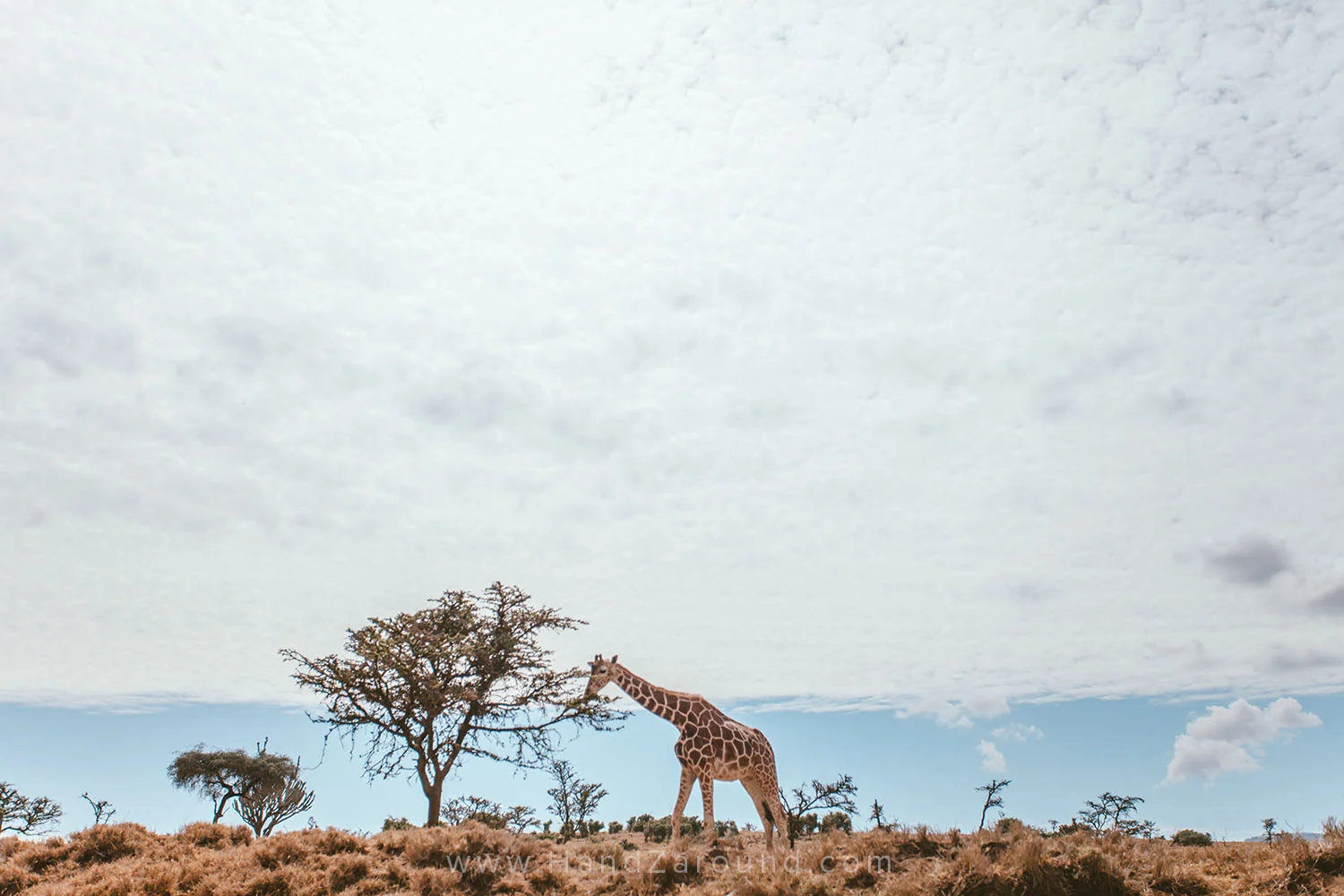 016_HANDZAROUND_NGARE_NDARE_FOREST_animals_lewa_borana_conservnacy_NRT_THE_BIG_NORTH_LAIKIPIA_KENYA_AFRICA.jpg