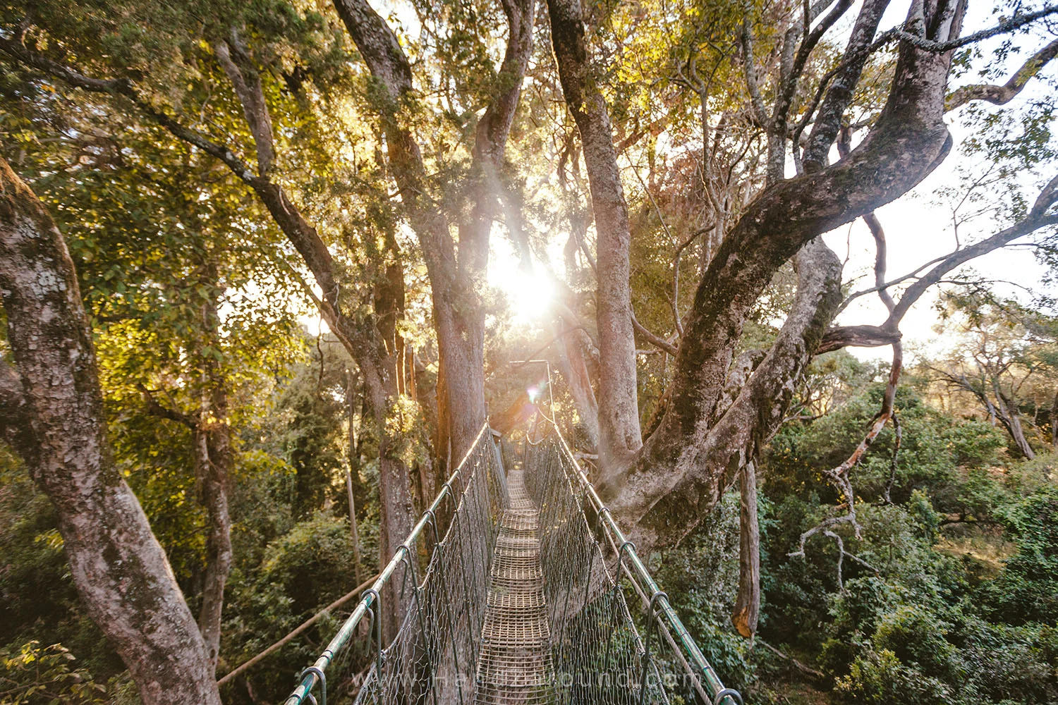 007_HANDZAROUND_NGARE_NDARE_FOREST_CANOPY_WALK_NRT_THE_BIG_NORTH_LAIKIPIA_KENYA_AFRICA.jpg