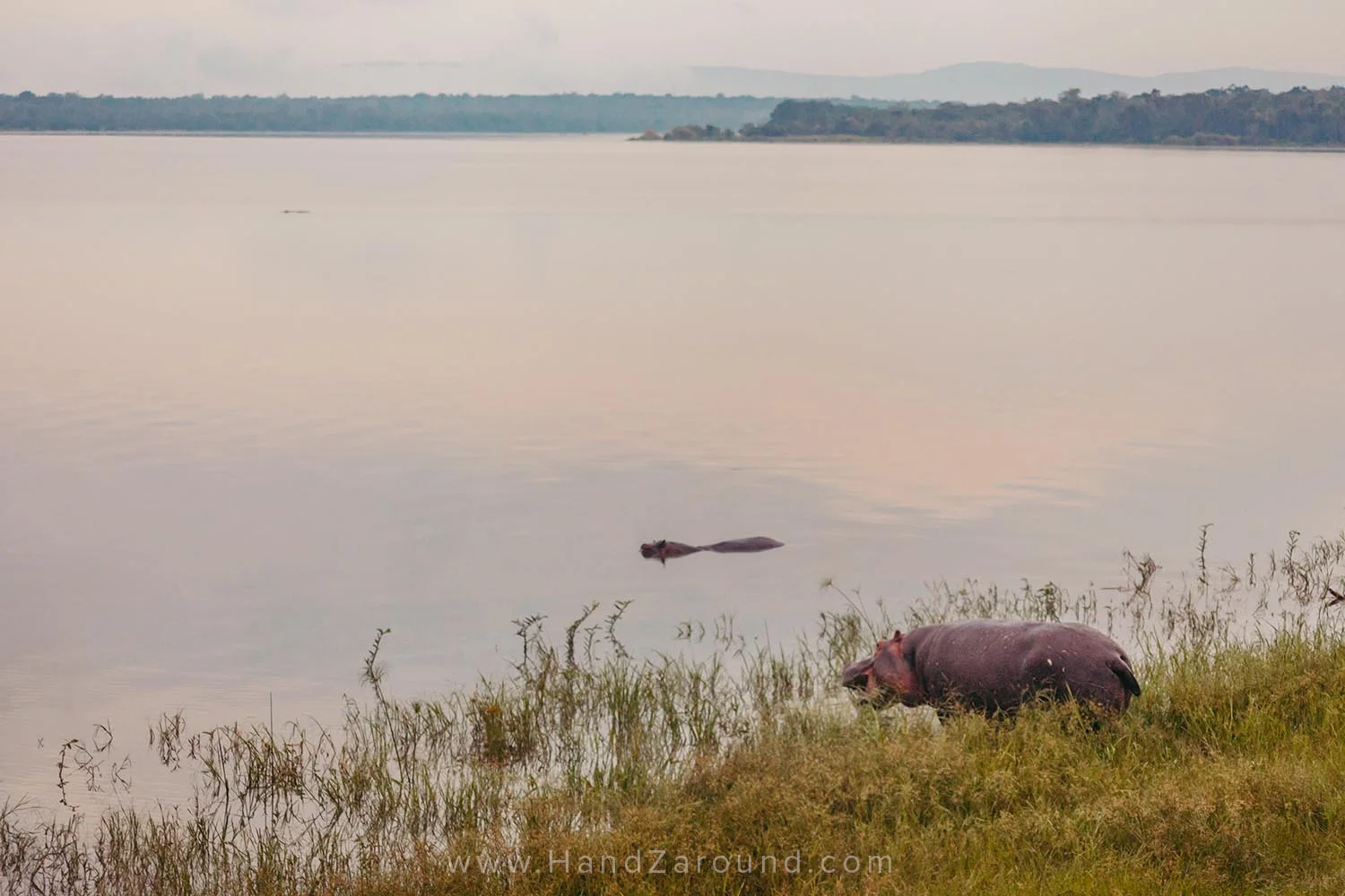 Hippos on the shore of Lake Ihema