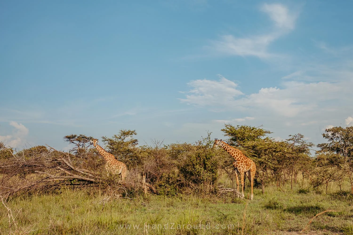 110_HandZaround_Akagera_African_Parks_Rwanda_East_Africa.jpg