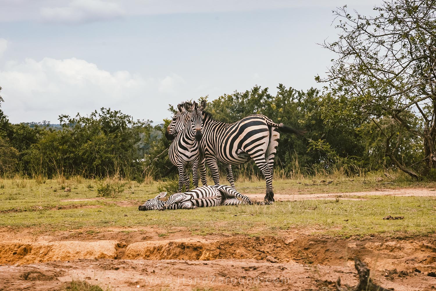 135_HandZaround_Akagera_African_Parks_Rwanda_East_Africa.jpg