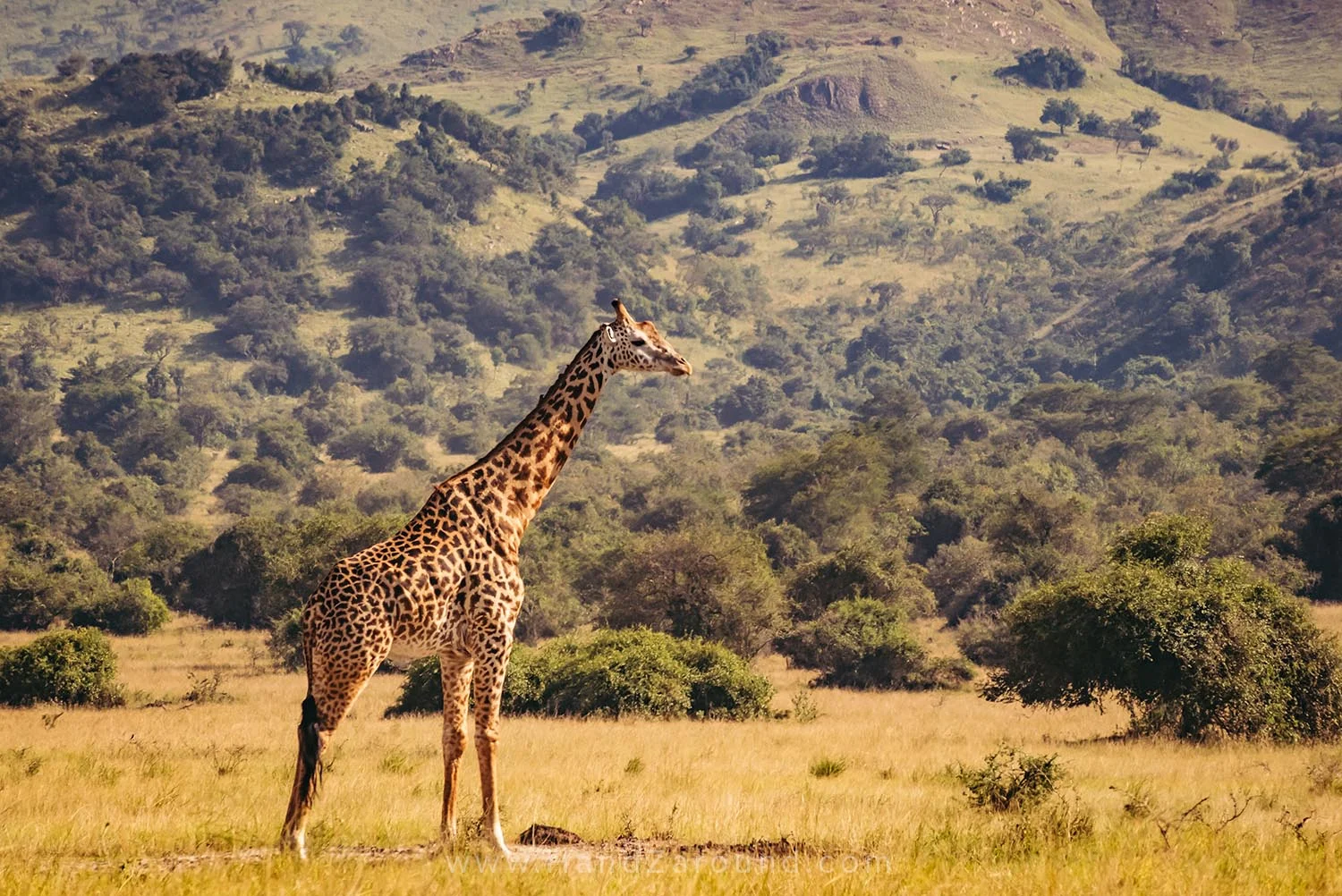 136_HandZaround_Akagera_African_Parks_Rwanda_East_Africa.jpg