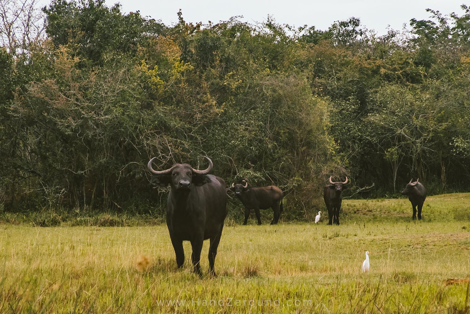 090_HandZaround_Akagera_African_Parks_Rwanda_East_Africa.jpg