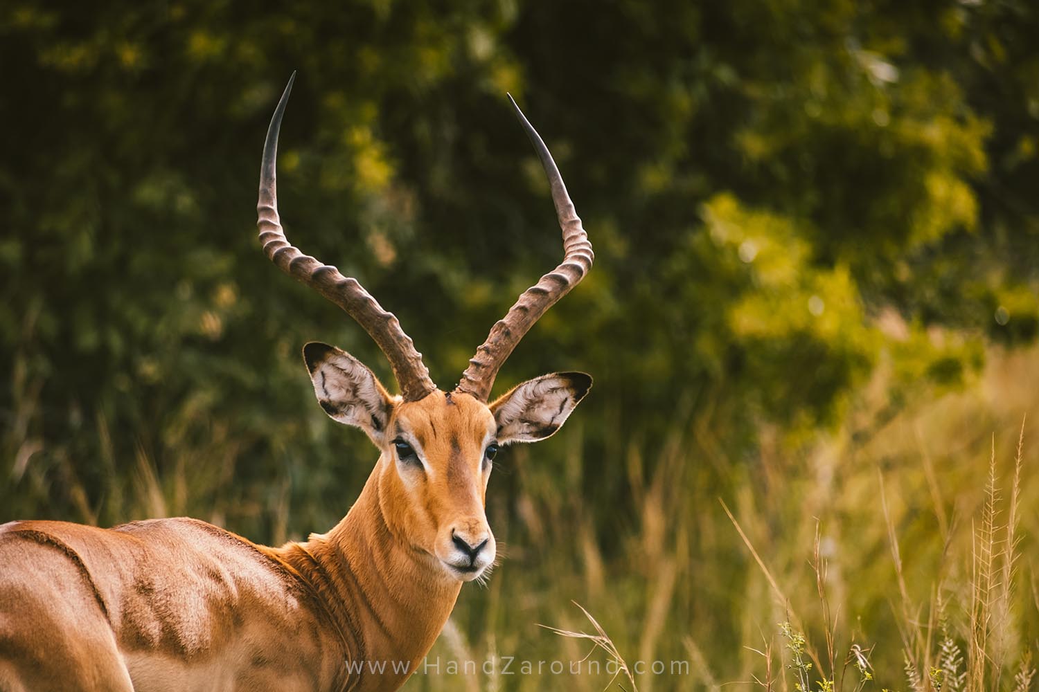 134_HandZaround_Akagera_African_Parks_Rwanda_East_Africa.jpg