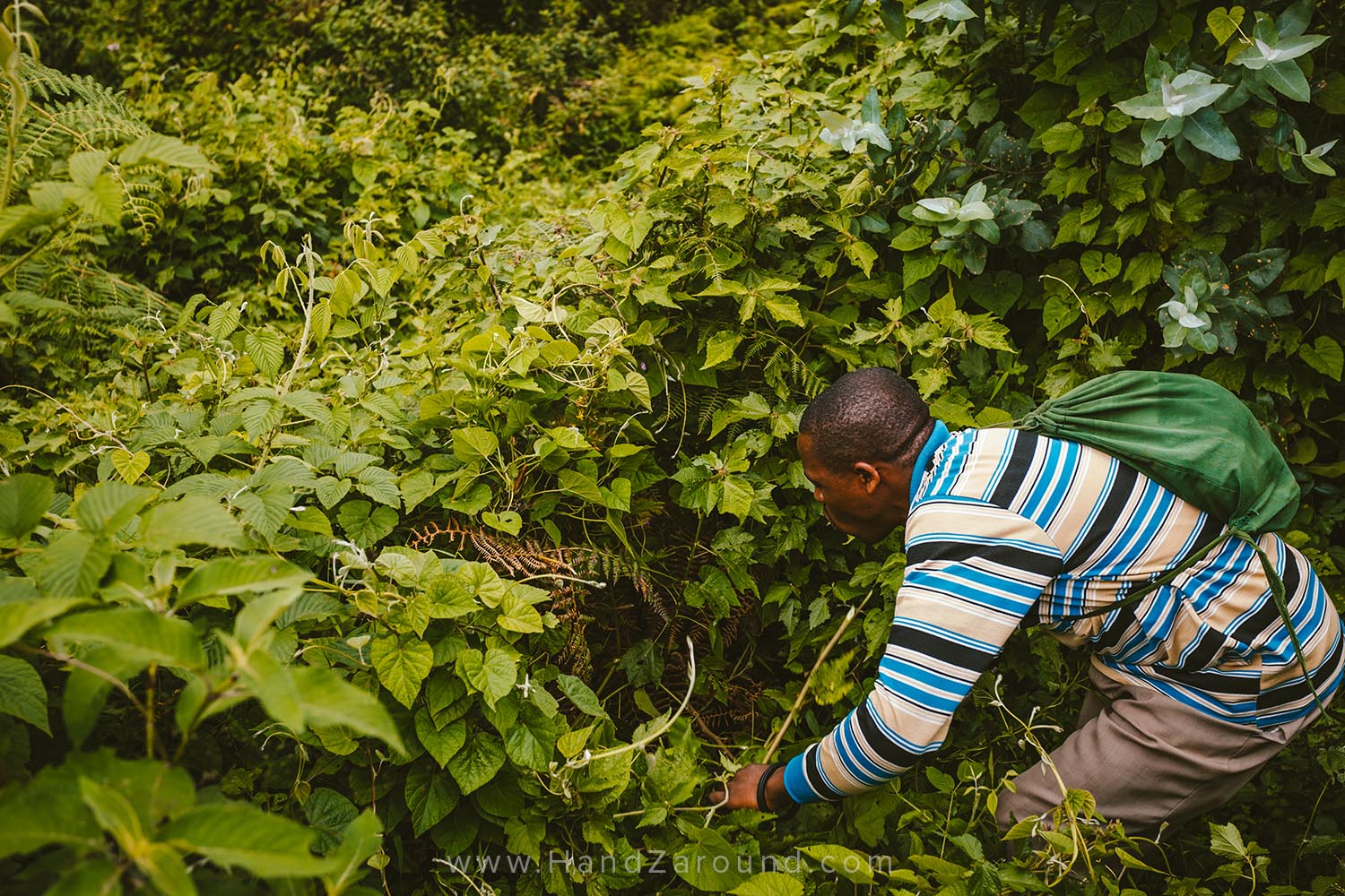 36_Nyungwe_Forest_Rwanda_HandZaround_What_Do_Where_To_Stay_Prices_Chimpanzee.jpg