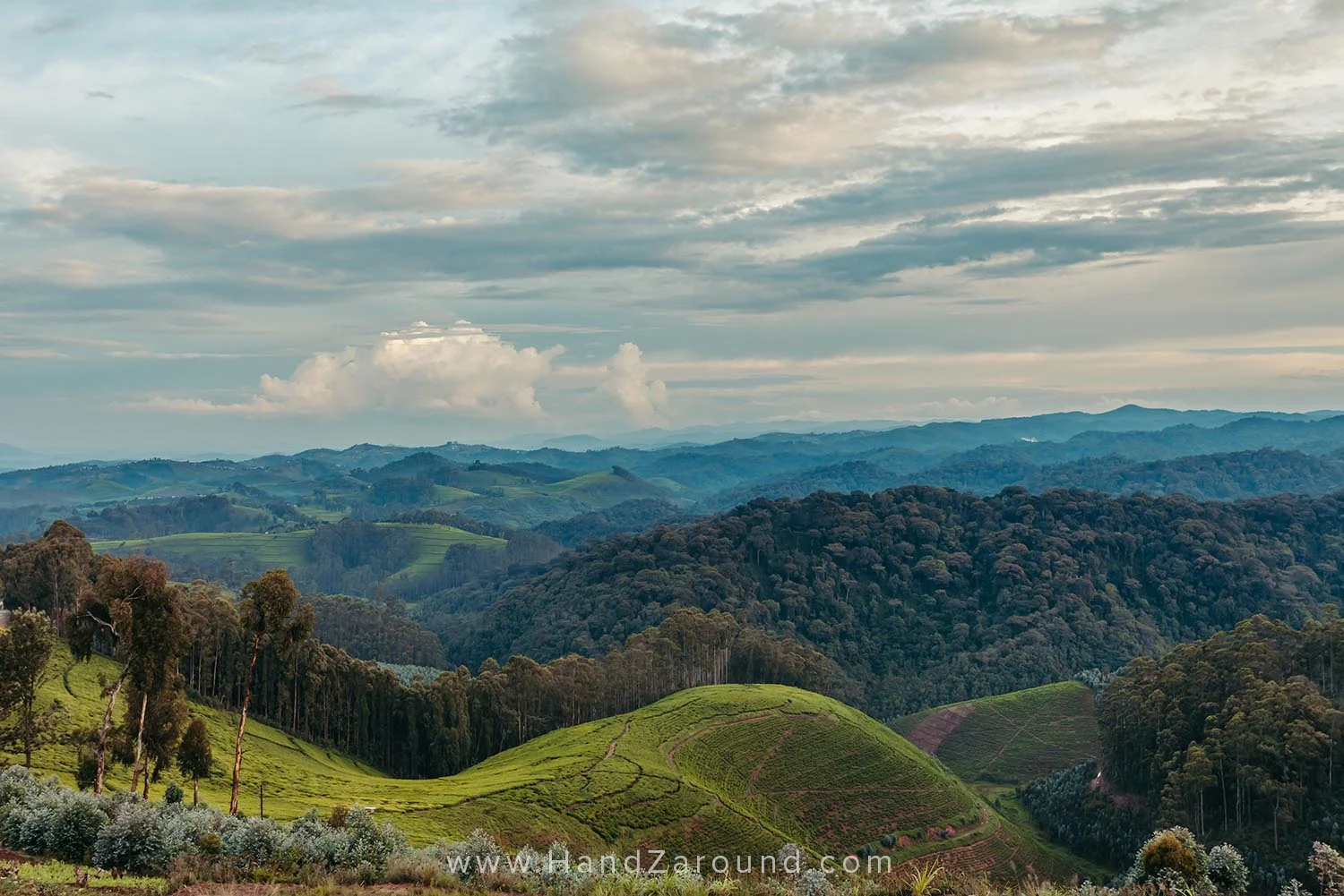 48_Nyungwe_Forest_Rwanda_HandZaround_What_Do_Where_To_Stay_Prices_Chimpanzee.jpg