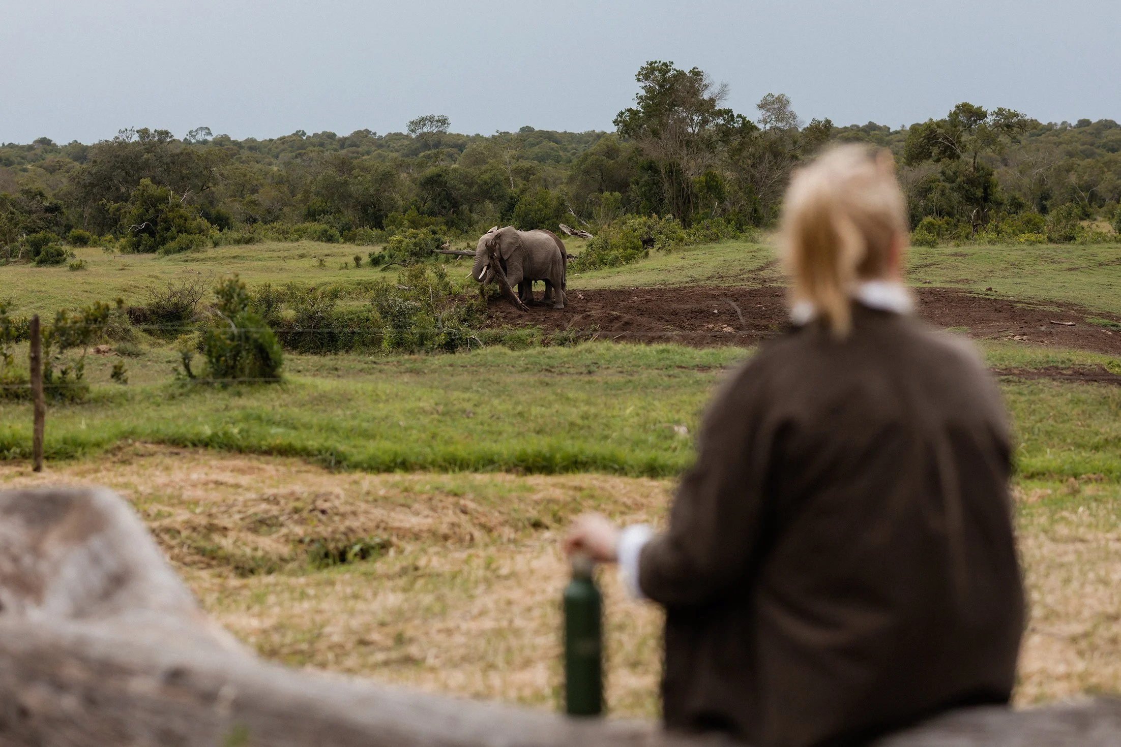 handzaround_ol-pejeta-safari-cottages_family-safari-kenya_elephants.jpg