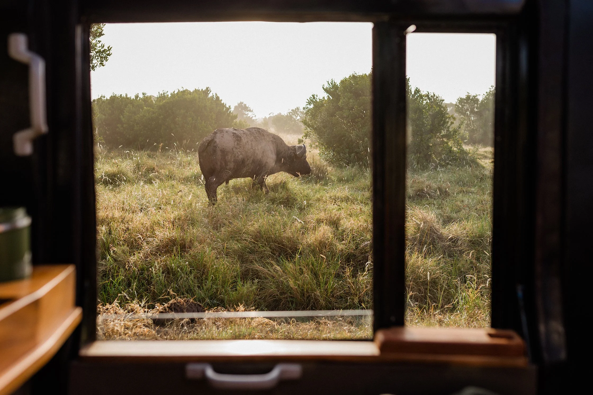 handzaround_ol-pejeta-safari-cottages_family-safari-kenya_buffalo.jpg